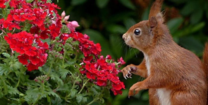 dreaming of flowers