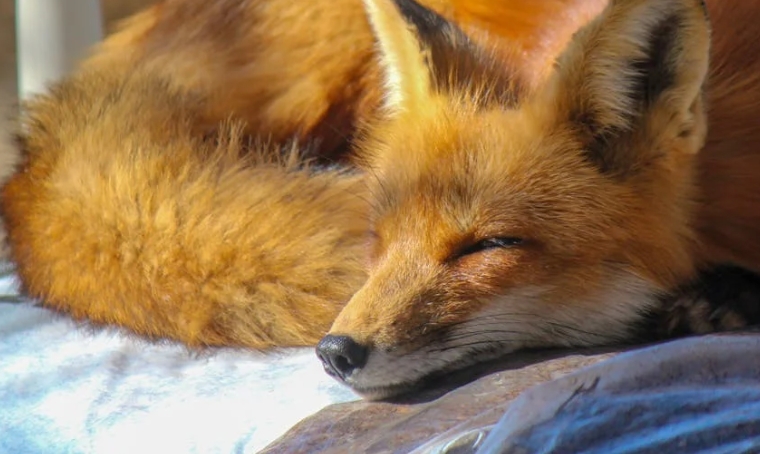 Dreaming of a Fox