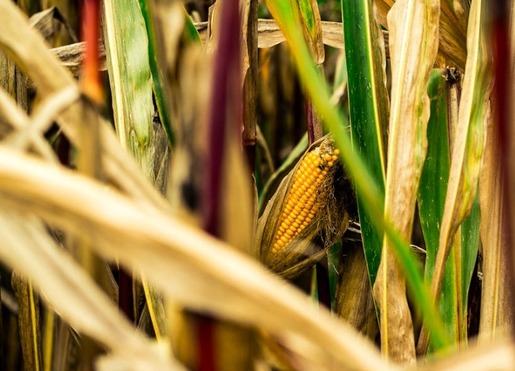 dreaming of corn