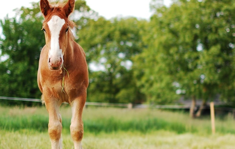 dreaming of horses