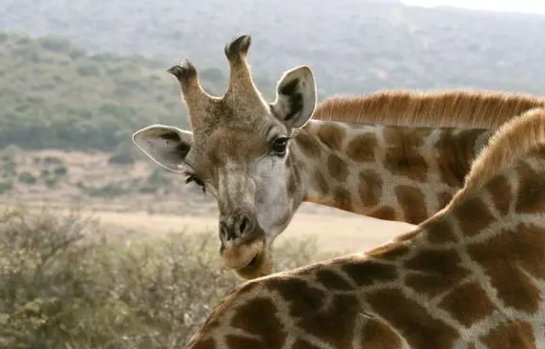 Giraffe Dream