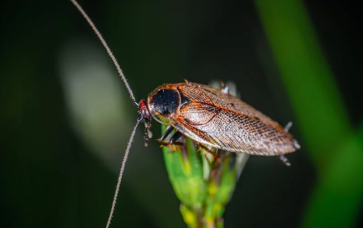 dreaming of cockroaches