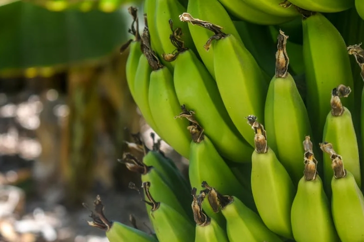 dreaming of bananas