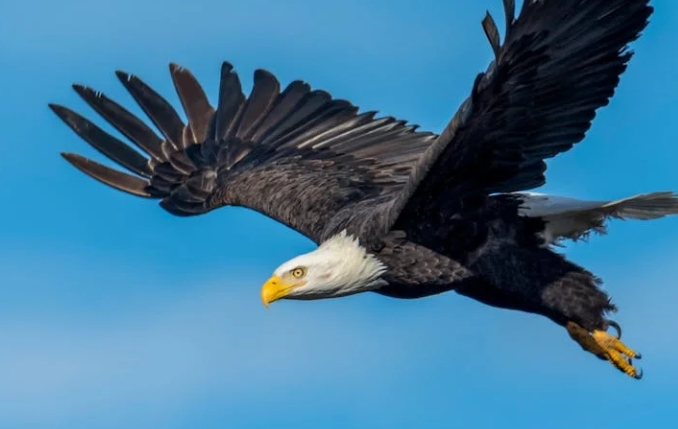 29 explanations for dreaming of eagles