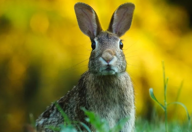 31 meanings of dreaming of rabbits