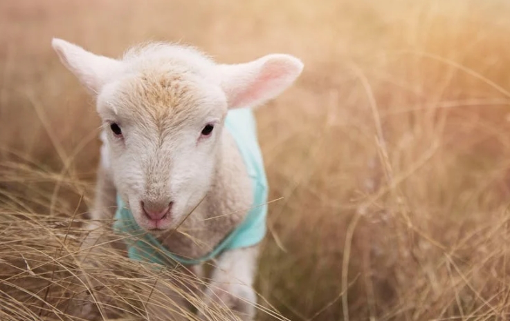 Dreaming of Sheep