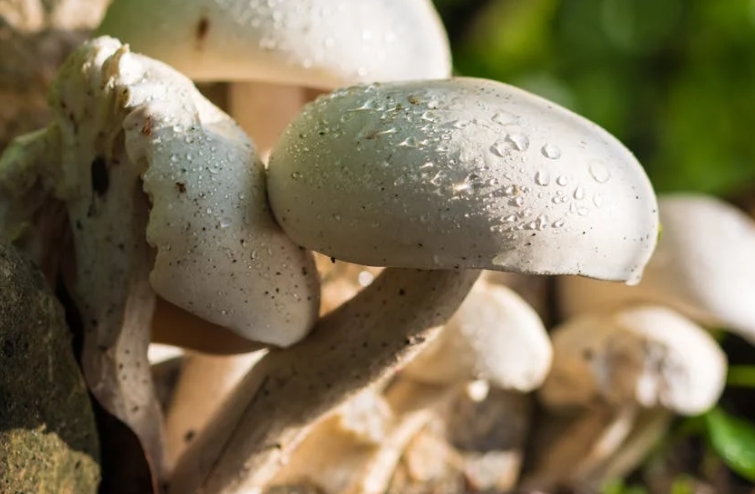 21 Spiritual Meanings of Dreaming of Mushrooms