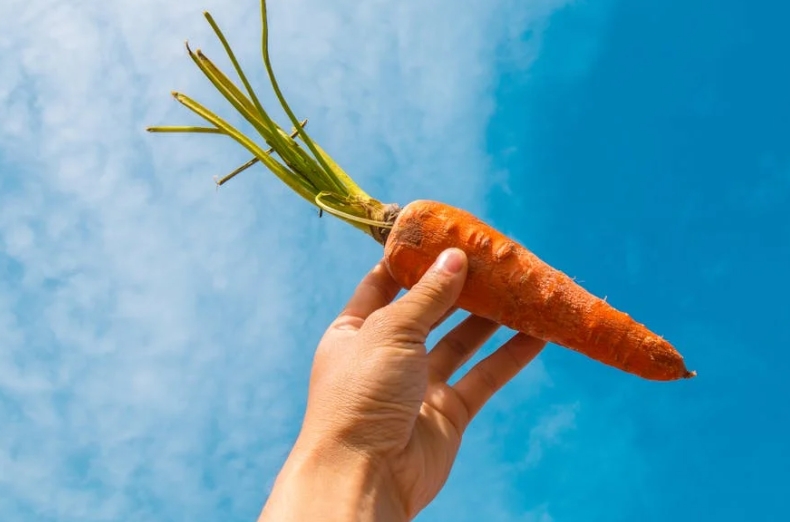 21 symbolic meanings of dreaming of carrots