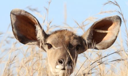 dreaming of ears