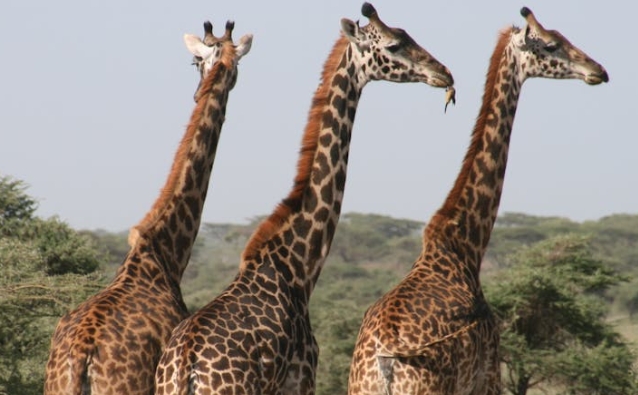 23 symbolic meanings of dreaming of giraffes