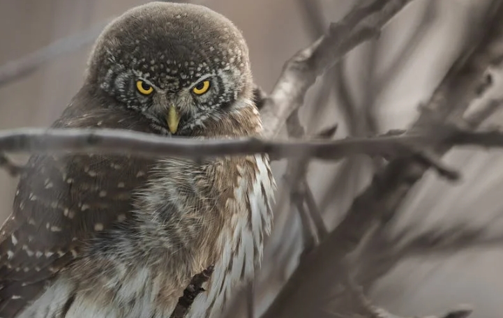 45 symbolic meanings of dreaming of owls