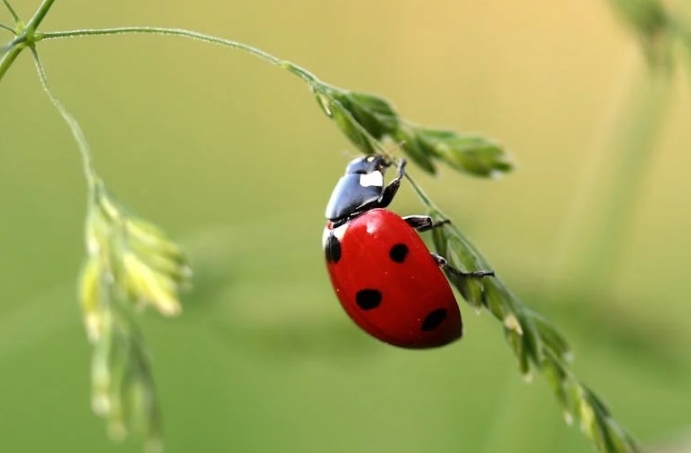 30 symbolic meanings of dreaming of insects