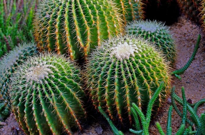 23 symbolic meanings of dreaming of cacti