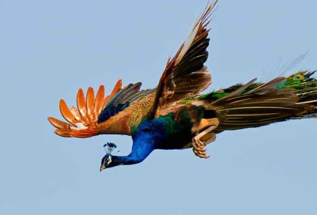 31 symbolic meanings of dreaming of peacocks