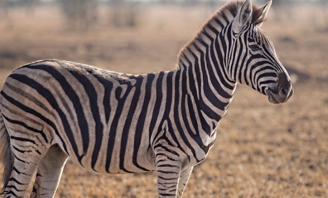 35 symbolic meanings of dreaming of zebras