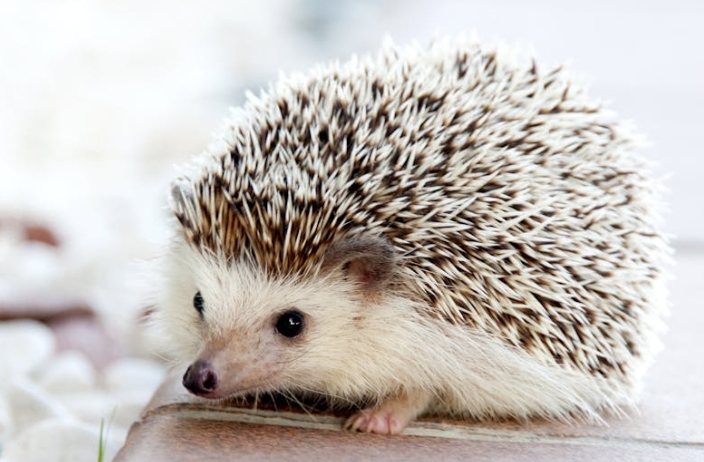 41 Spiritual Meanings of Dreaming of Hedgehog