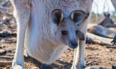 dreaming of kangaroos