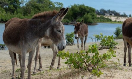 dreaming of donkeys