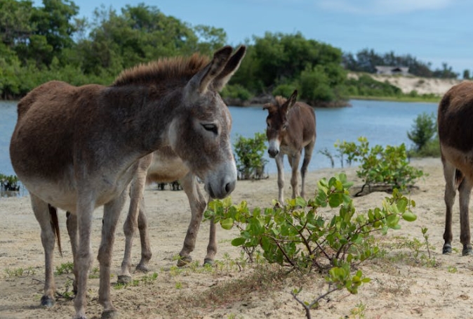 54 symbolic meanings of dreaming of donkeys