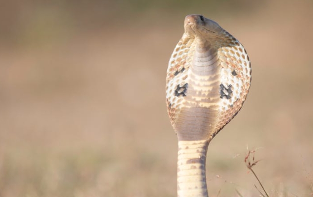 32 symbolic meanings of dreaming of cobras