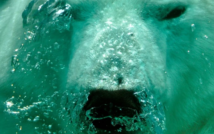 45 symbolic meanings of dreaming of polar bears