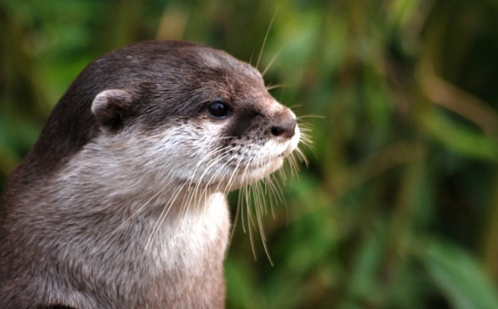 42 symbolic meanings of dreaming of otters