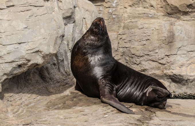 36 symbolic meanings of dreaming of seals