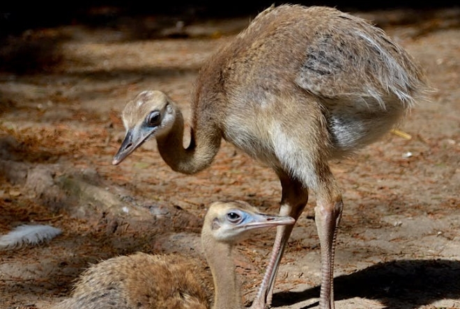 23 symbolic meanings of dreaming of ostriches