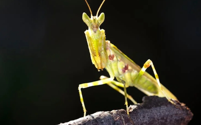 38 symbolic meanings of dreaming of praying mantis