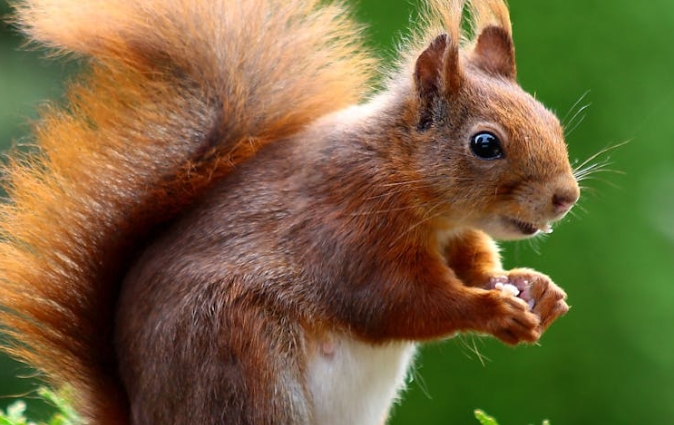 50 symbolic meanings of dreaming of squirrels