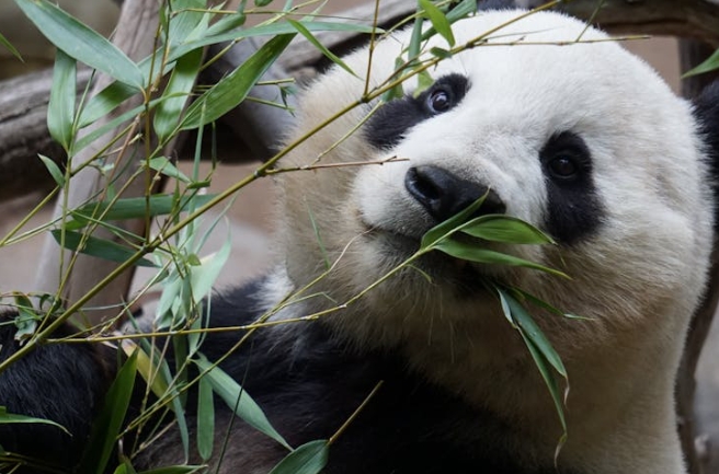 23 symbolic meanings of dreaming of pandas