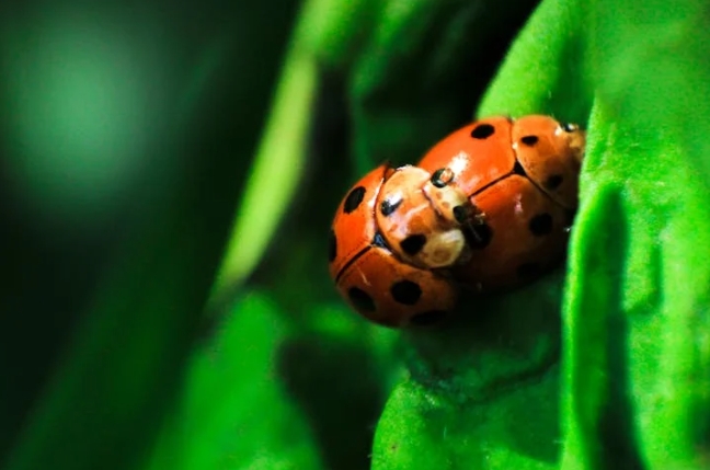 40 symbolic meanings of dreaming about beetles