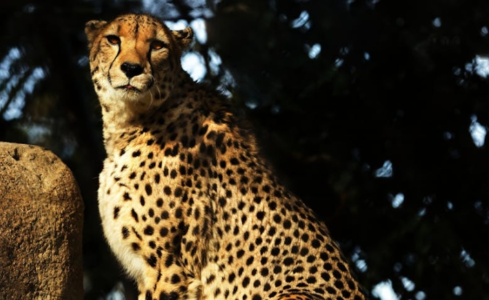 46 symbolic meanings of dreaming of leopards