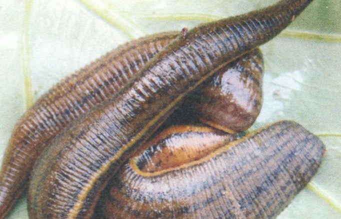 30 symbolic meanings of dreaming of leeches