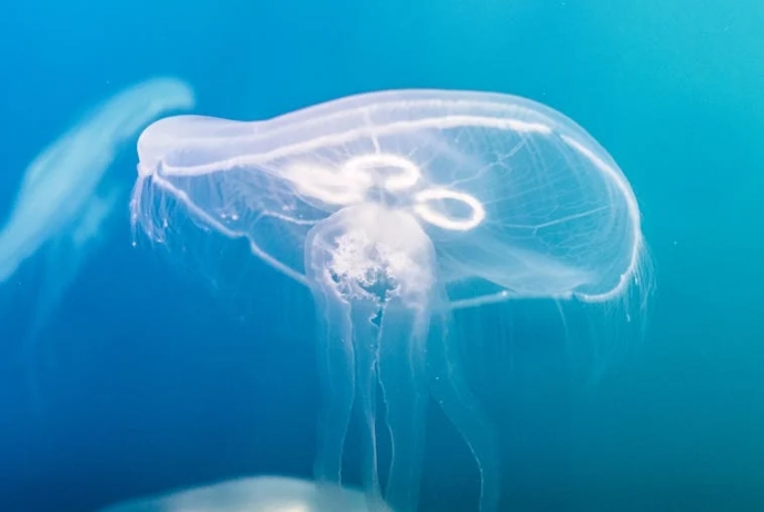 35 symbolic meanings of dreaming of jellyfish