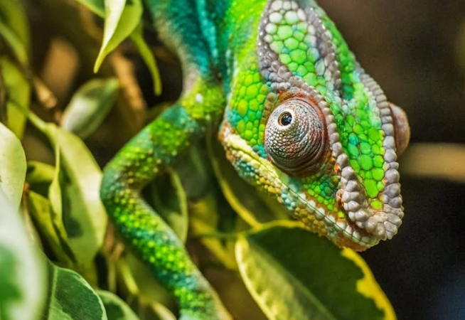 30 symbolic meanings of dreaming of chameleons