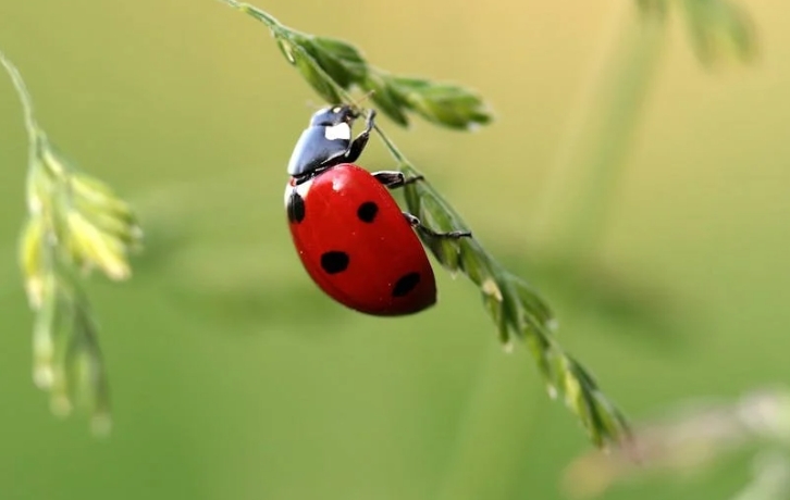 dreaming of ladybugs