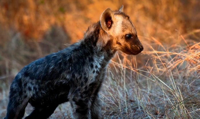 dreaming of hyenas