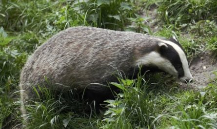 Dreaming of Badgers