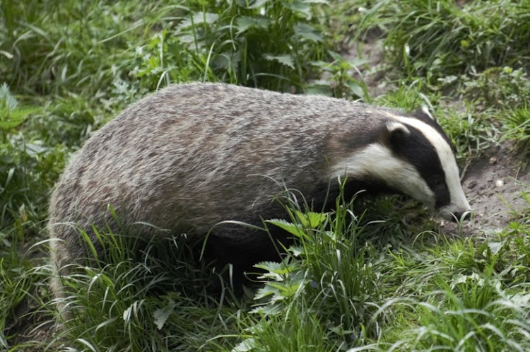 Dreaming of Badgers