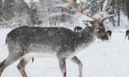 Dreaming of Reindeer