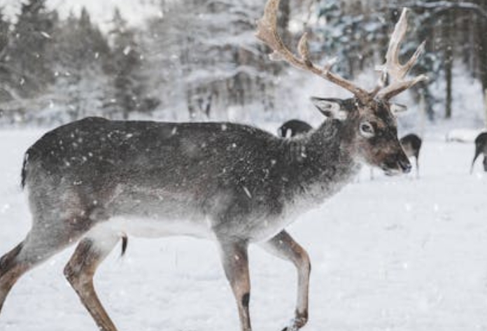 Dreaming of Reindeer