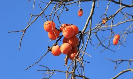 Dreaming of Persimmons