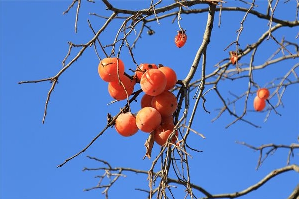 Dreaming of Persimmons